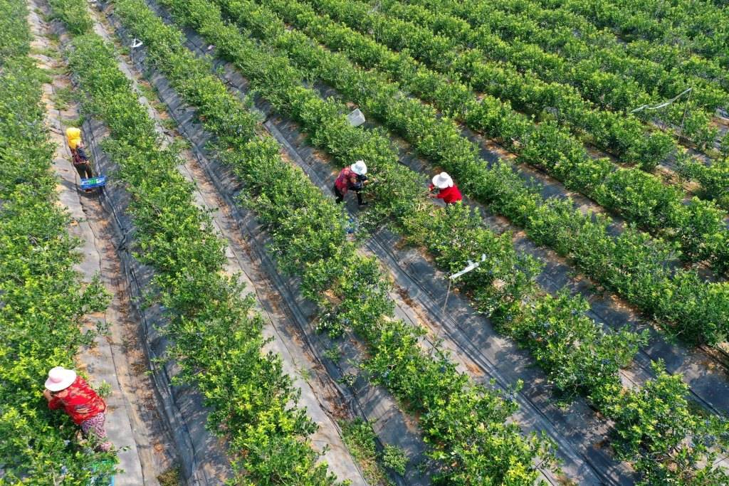 Qingdao: "Small blueberries" create rural revitalization