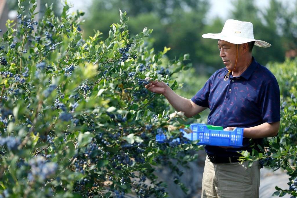 Qingdao: "Small blueberries" create rural revitalization