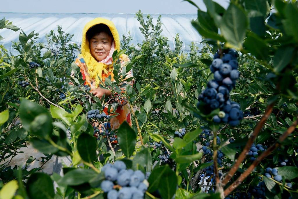 Qingdao: "Small blueberries" create rural revitalization