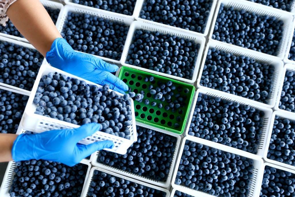 Qingdao: "Small blueberries" create rural revitalization