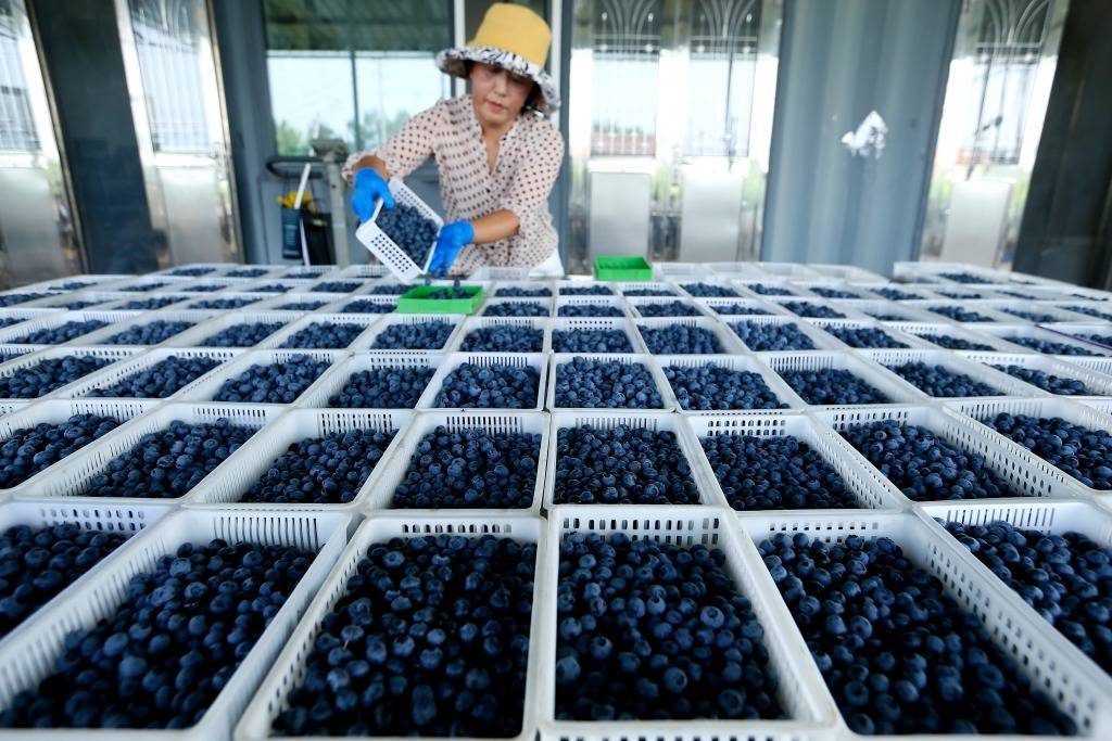 Qingdao: "Small blueberries" create rural revitalization