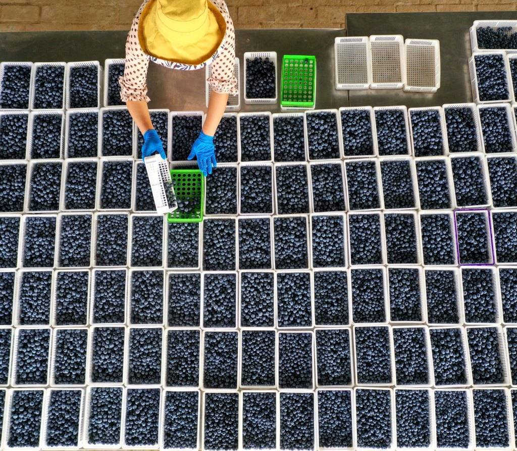 Qingdao: "Small blueberries" create rural revitalization